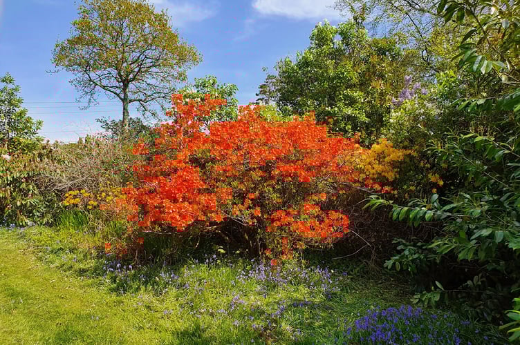 Images from Shobrooke Park.