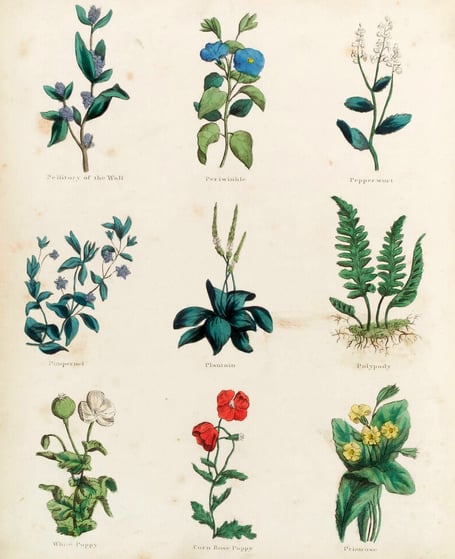 Medicinal herbs as identified by Culpeper. Image in public domain 
