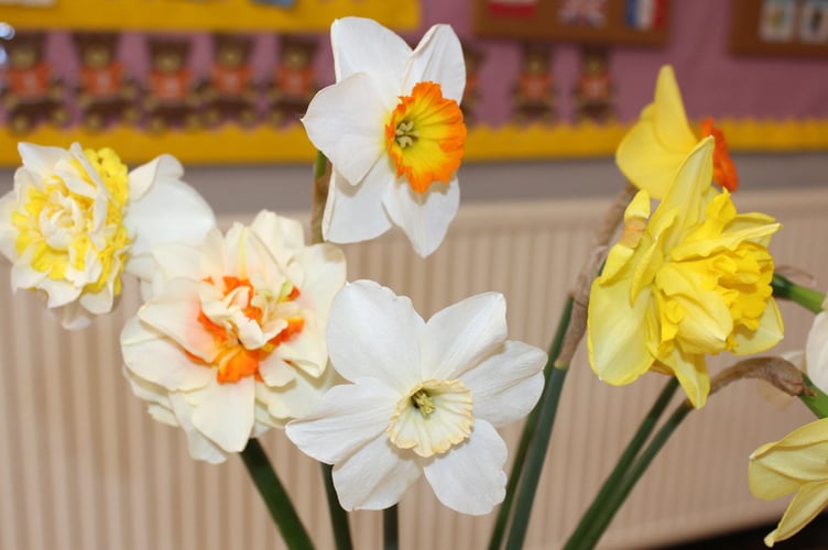 Martin Rich’s daffodils won the Best in Show shield.  SR 9598
