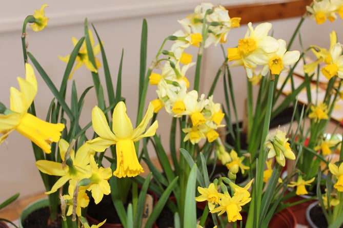 A few of the many potted daffodils grown by the Tedburn School pupils.  SR 9594
