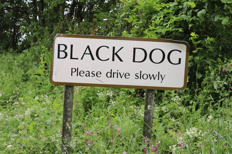 Black Dog