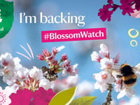 Local MP backs Blossom Watch campaign
