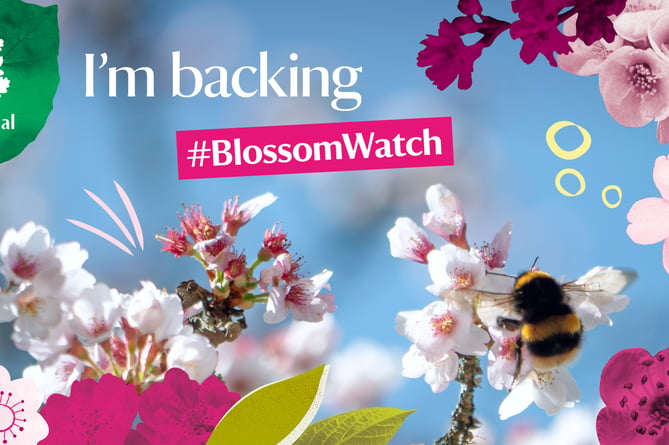 National Trust Blossom Watch graphic.
