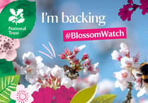 Local MP backs Blossom Watch campaign
