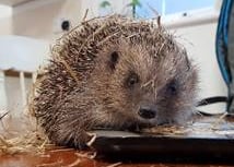 Interesting hedgehog talk for Colebrooke Women’s Institute

