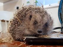 One of the hedgehogs at the Hog Hospital