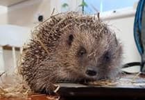 Interesting hedgehog talk for Colebrooke Women’s Institute