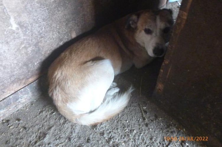 A dog which was kept in unfit conditions by Diana Curtis. Image: RSPCA