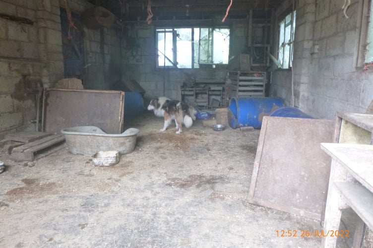 One of the collie dogs kept in ramshackle conditions. Image: RSPCA