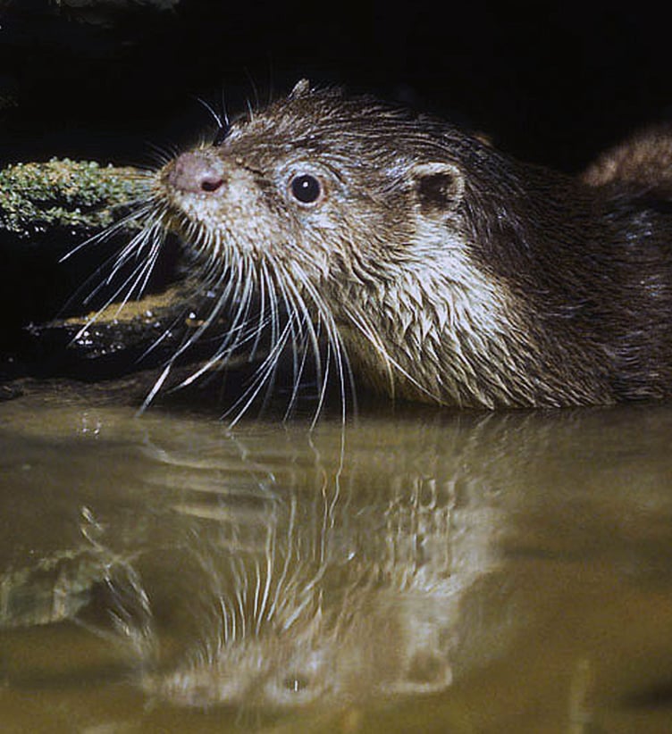Wild otter on a Devon stream ©Andrew Cooper