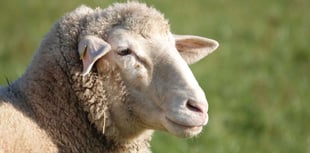 Developers buying up Devon farmland for ‘biodiversity credits’ 