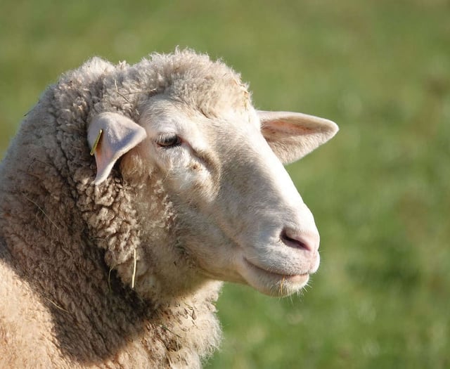 Developers buying up Devon farmland for ‘biodiversity credits’ 