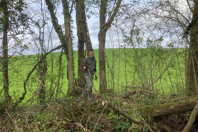 A volunteer working along a hedgerow.
