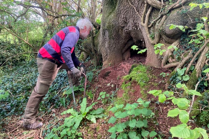 Having a look at what has been burrowing under a tree.
