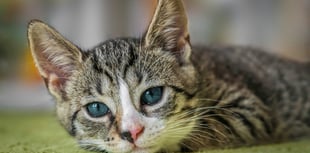 Animal charity praises new bill that would help stop pet theft