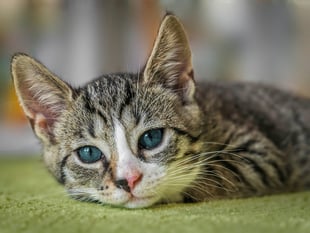 Animal charity praises new bill that would help stop pet theft