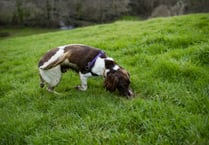 Permission sought for secure dog-walking field on edge of Crediton