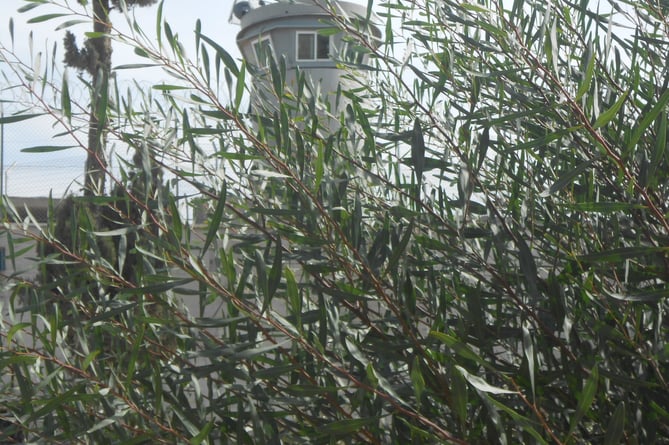 Bethlehem watch tower through the olive branches.  Image: Liz Brookes-Hocking
