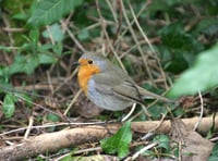 Local MP delighted at Garden Birdwatch results
