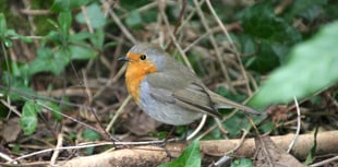 Local MP delighted at Garden Birdwatch results
