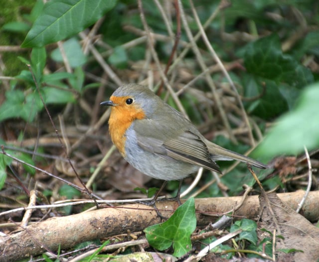 Local MP delighted at Garden Birdwatch results
