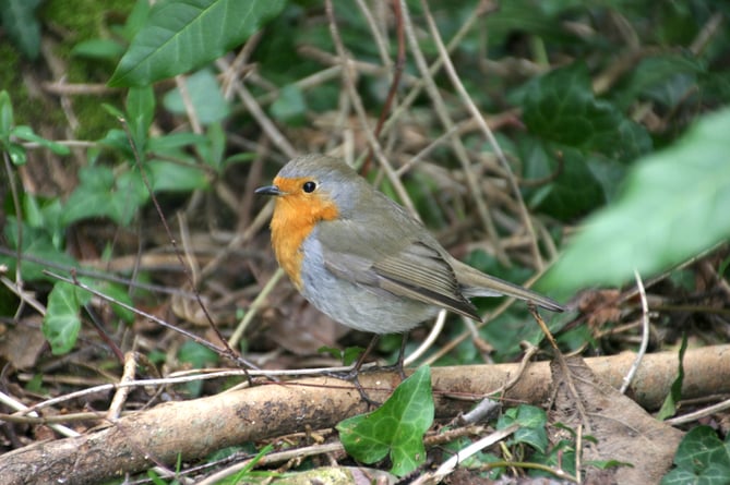 A Robin in a Crediton garden.  Image: Alan Quick, Crediton Courier
