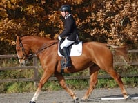Para-equestrian rider to perform at Devon County Show 