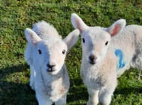 Appeal after theft of lambs at Bratton Clovelly

