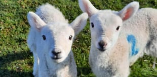 Appeal after theft of lambs at Bratton Clovelly
