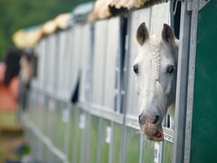 'My Devon' photos wanted for new county show calendar