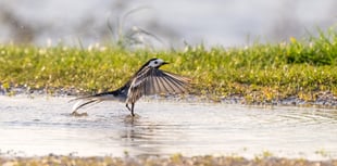Flash, bang, wallop,  water  picture