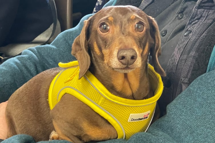 Sherlock the Dachshund enjoyed being at the event. AQ 1030