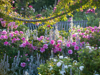 A sensory feast awaits at RHS Garden Rosemoor’s Festival of Roses 
