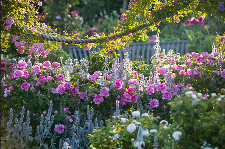 Roses at Rosemoor, Great Torrington, North Devon.