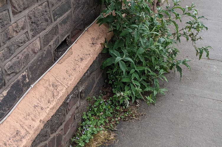 Plants growing along pavements in Crediton.