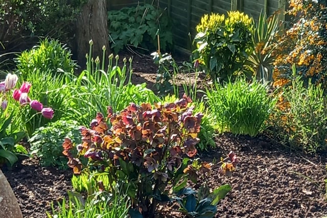 Open garden fundraiser for Hospiscare