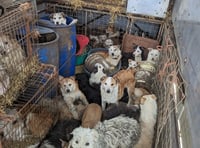 Woman jailed over ill-treatment of dogs