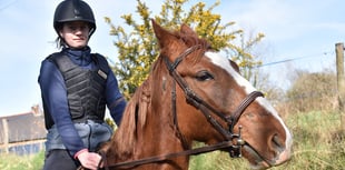 Scam advertising horses for sale