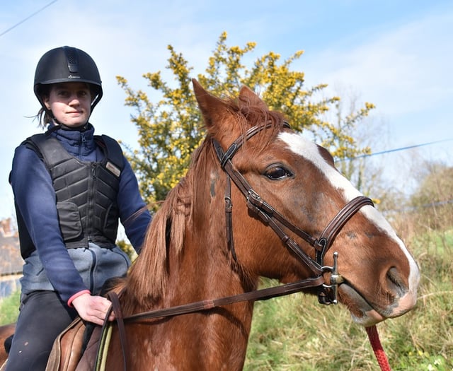 Scam advertising horses for sale