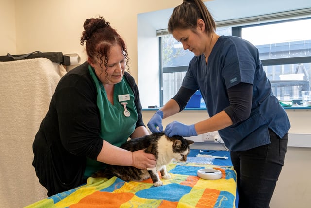 Crediton vets to collect food, raise money for charities