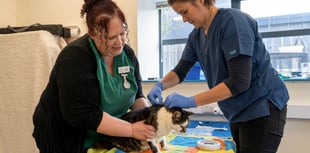 Crediton vets to collect food, raise money for charities