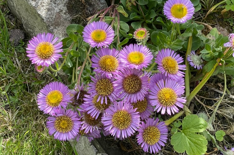 Pretty flowers in the garden at Frogbury.  AQ 5330
