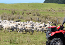 Farm theft warning from police as quad bikes stolen