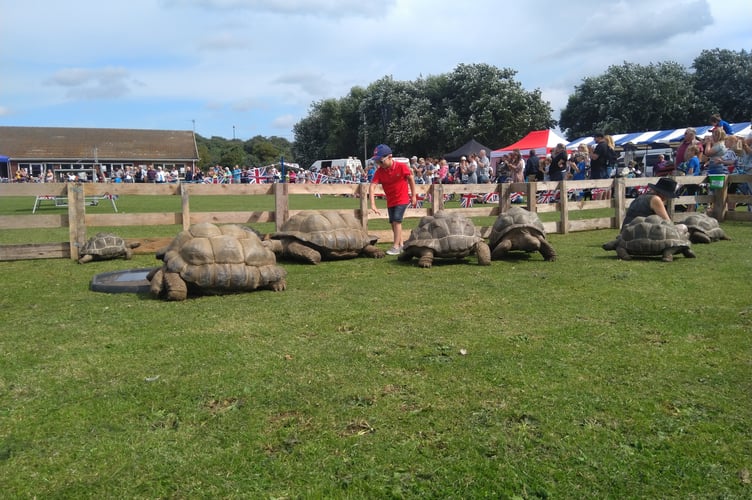 Giant Aldabra tortoises will be at the Mid Devon Show.
