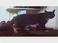 Letter: Do you recognise this cat?