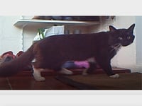 Letter: Do you recognise this cat?