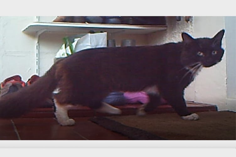 The mystery cat which has been visiting a home near Sandford for many weeks.
