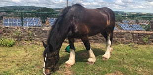 Iconic horse-drawn Tiverton barge could remain a family affair