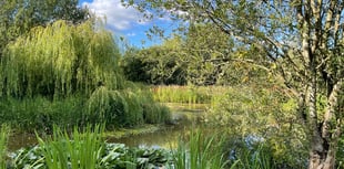 Open garden at Efford in aid of Hospiscare