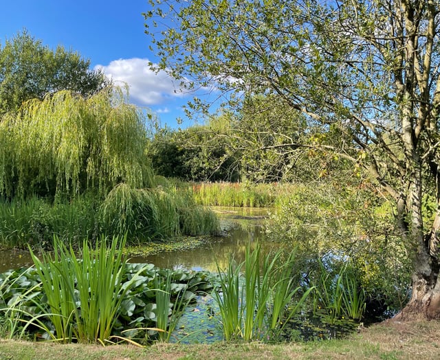 Open garden at Efford in aid of Hospiscare